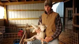 #FrankFriday: How do you dock lamb tails?