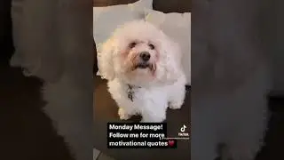 Motivational Message #motivational #message #fyp #dogs #biggie #goodvibes #quotes #shortsvideo #dog
