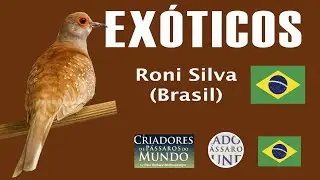Criadouro Exóticos Joinville - exoticos