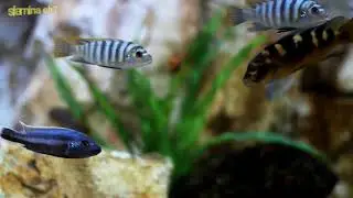 fishing water animals