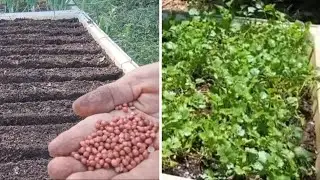 PLANTING CILANTRO SEE THE RESULT!