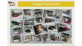 Every Day, Every Dog&hellip;Let Them Play! The Impact of Play Groups - conference recording