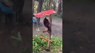 #rooster #cityinthephilippines #viralshorts #roosterlife