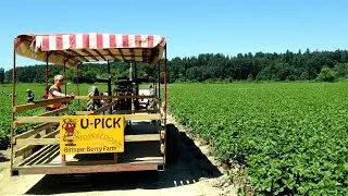 Советы тем, кто отправляется на ферму U-pick впервые