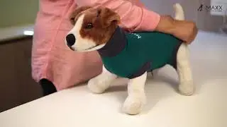MAXX Medical Pet Care Clothing - Product Demonstration Video