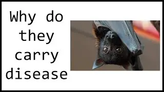 Why Do Bats Carry So Many Diseases