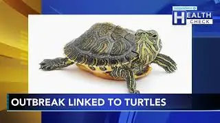 CDC issues new warning about salmonella linked to turtles