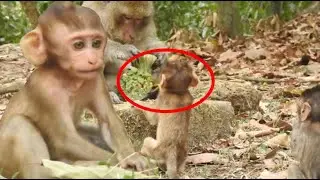 Baby Monkey Baron Angry PaPa MOnkey Because Don't give Foods to Baron