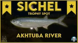 SICHEL TROPHY SPOT! AKHTUBA RIVER - Russian Fishing 4 #rf4