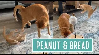 Peanut & Bread — Face to Face