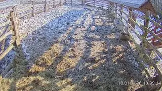 Zubria zvernica (cam212) 18.01.2026 o 10:41