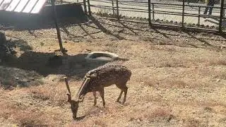 Nainital park #reelviral #trending #longvideo #trend #funny 