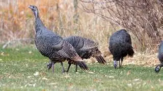 Stock Video - Group of Turkey as they graze in the mountains in Utah