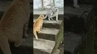 Cats 🐈#cat #kitty #catfunnyvideo #catlover #cutecat #catvideo #kittyvideo #catfunnycute