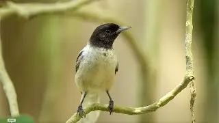 Life-changing Rare Bird Encounter | Close Encounters | BBC Studios