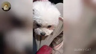 Funny ANIMALS videos 😂 | Funniest Cats and Dogs 2025 🐶😼 Part 60