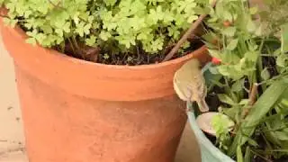 Felosa-comum / Common chiffchaff (Phylloscopus collybita)