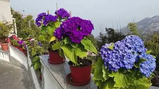 Kalimpong Tour_Lawn area at Fortune Resort_Day3_V025