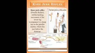 #knee #jerk #reflex #patellar #reflex #science #lifescience #knowledge