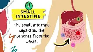 T2 W13 P1,2 4I2 SESL U2 WHAT HAPPENS TO FOOD INSIDE YOUR BODY L2 VIDEO