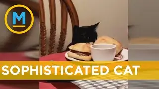 Dad feeds cat at the dinner table like a human | Your Morning