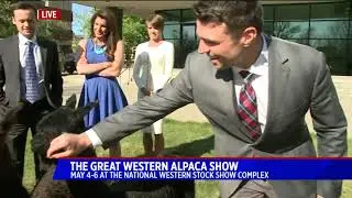 Alpaca Show