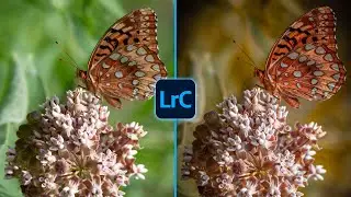 Transform Summer Photos to Autumn Magic in Lightroom | Easy Editing Tutorial
