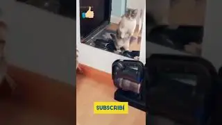 Cat Seeing His Reflection #shorts