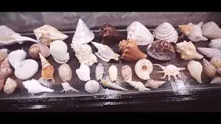 Guinness World Record Sea Shell Art Museum chamundi hill road j.c nagar mysore 570010