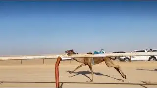 الشوط 1 مصيحه / حمد علي المجينين 