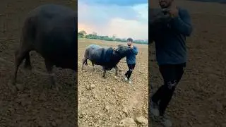 Rebel King 🦁 everyone's life ❤️ #buffalo #fight #takkar #ladai #fighting #tournament #dangal #bull #hela