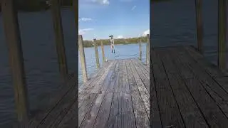 Excited German Shorthaired Pointer Dog Jumps Off Dock Into Water - 1500697