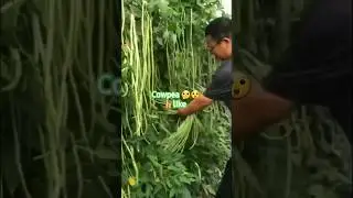 Cowpea farming  | barbati farming | #india_agriculture #agricultureindia