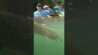 How to fish with live bait