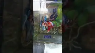 RIT 90