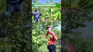 Taierea in verde la cais, cand si cum se face?  #subscribe  #youtubeshorts  #foryou  #trending