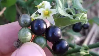 Hierba Mora, quelite mora, verbena, hoja de zalazar, Solanum nigrescens.