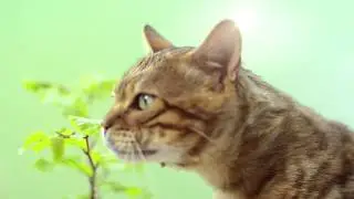 Cat's Best &mdash; Сила природы