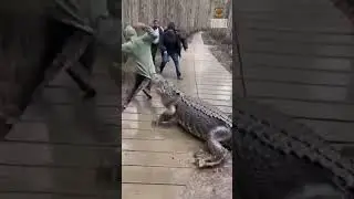 Guy Gets too Close to Hungry Aggressive Gator 😬