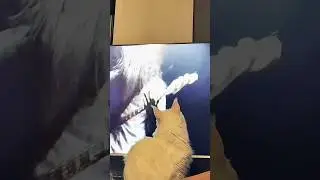Снежок смотрит телевизор) #mainecoon #metal #djent #cat #whitecat #веселыекоты #видосыоткота #котик