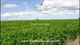 crop farm for sale in Uruguay