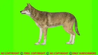 wolf green screen video | wolf attack green screen animation #wolf #greenscreen