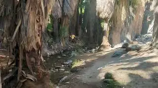 Indian Canyons - Palm Springs