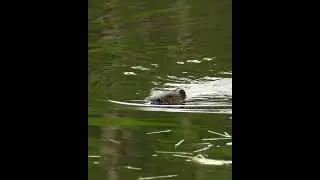 Lewis, Clark, and the Missour River #beavers #history #nature  #environment #wildlife #biology
