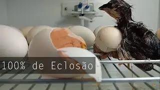 10 SUPER DICAS PARA TER 100% DE ECLOSÃO - GARANTIDO