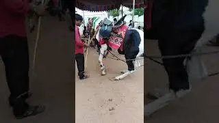 Nellore horse dance 9985015106