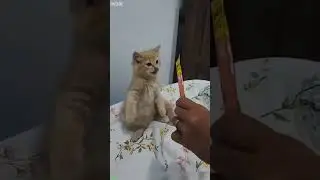 Cat Funny Videos 😼 Kitten meowing 🥰 # Episode 8968
