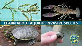 Learn About Aquatic Invasive Species