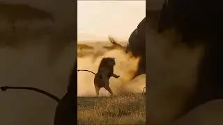 Hero Elephant Saves Zebra! 🦁🐘 | 사자 참교육하는 코끼리? | シマウマを助けるゾウ #shorts #aianimal