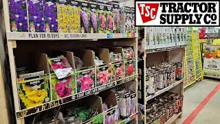 Tractor Supply Inventory February 2023 Summer Bulbs, Bare Root Perennial Flowers Shrubs, Fruit Trees